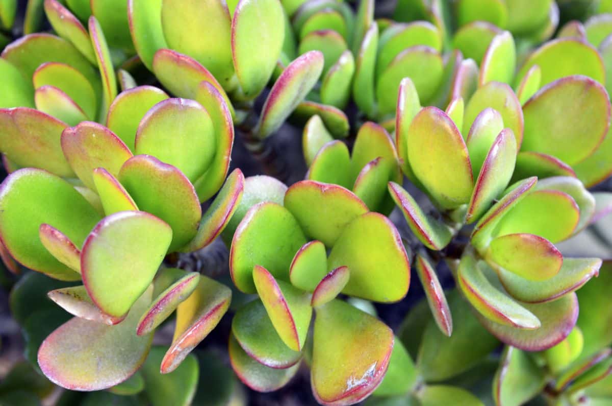 Crasula ovata close-up.