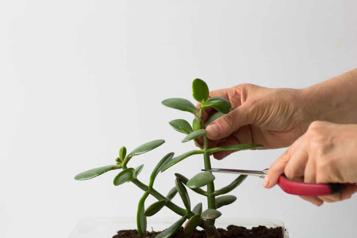 Gardener cutting succulent with sciissors.