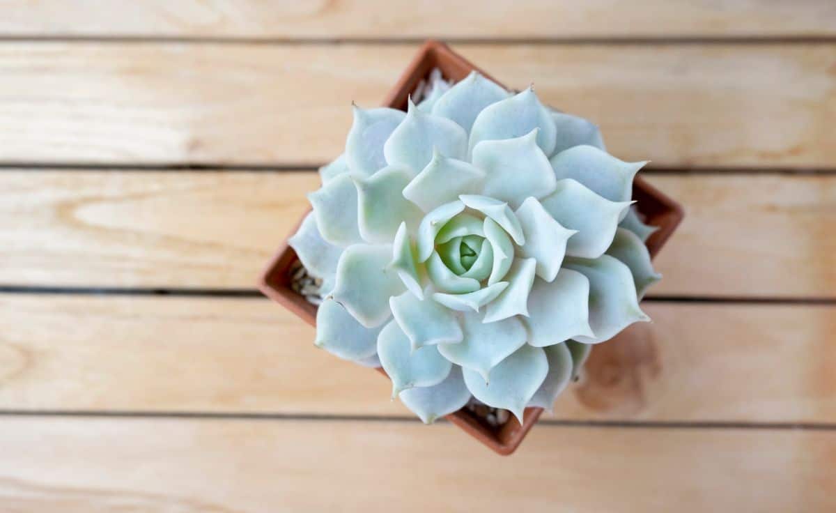 Echeveria lola in a pot on a table.