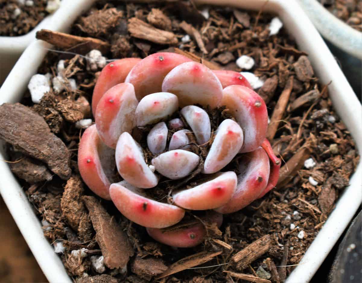 Echeveria ‘Orange Monroe’ in a pot close-up.