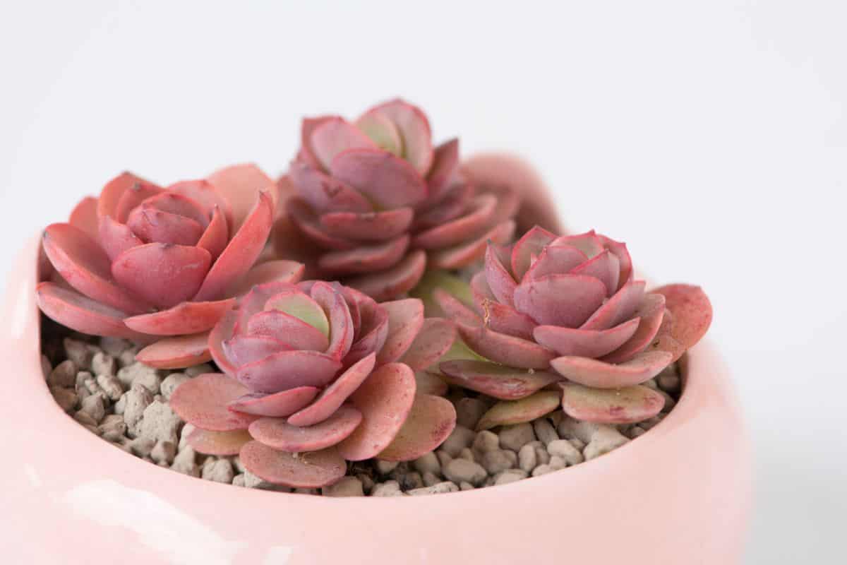 Echeveria Suyon