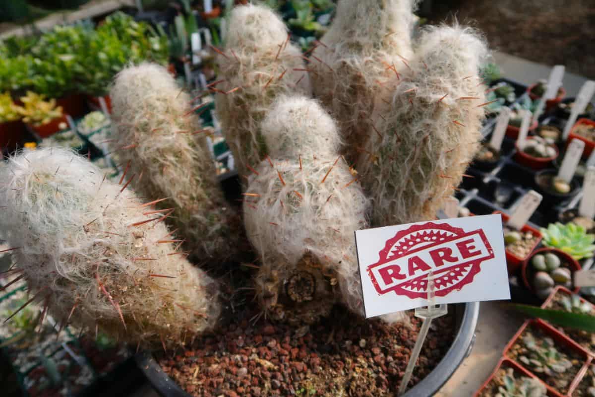 Espostoopsis dybowskii  in a pot.