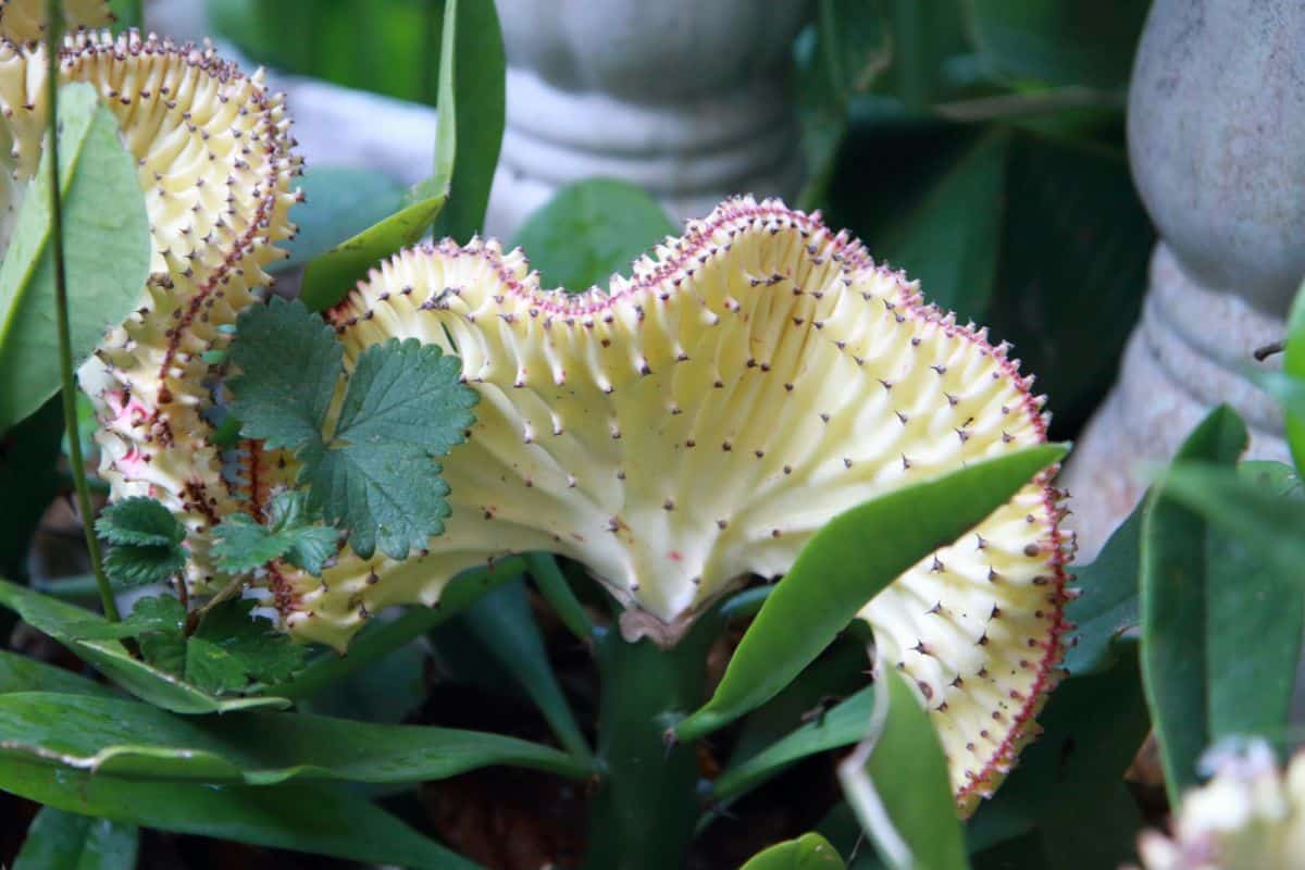 Euphorbia lactea variegata close-up.