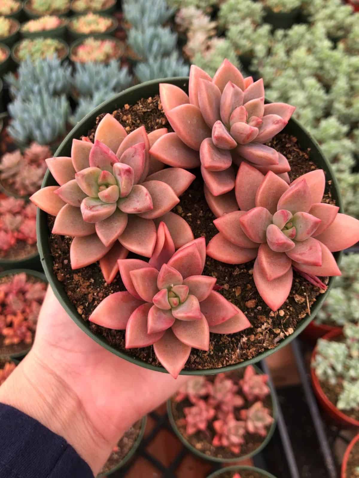 Graptosedum ‘ Vera Higgins’ Alpen Glow