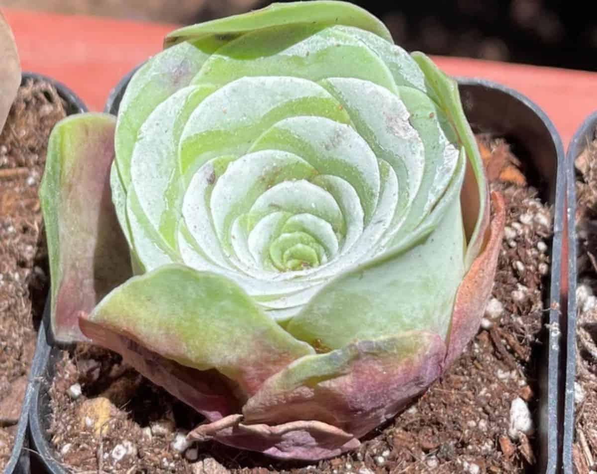 Greenovia Rose Succulent - ‘Blood Cherry’