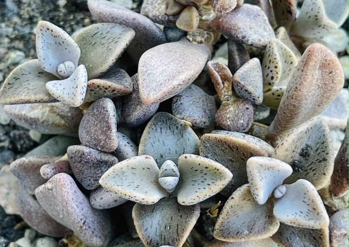 Lenophyllum guttatum – Sharpleaf Lenophyllum