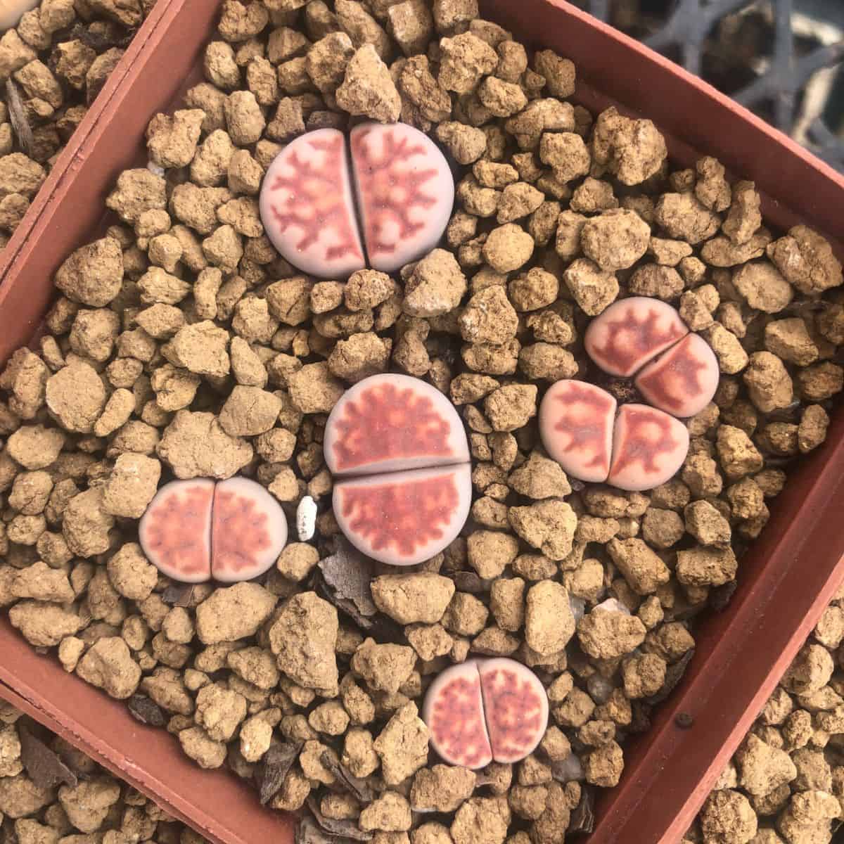 Lithops karasmontana in a pot.