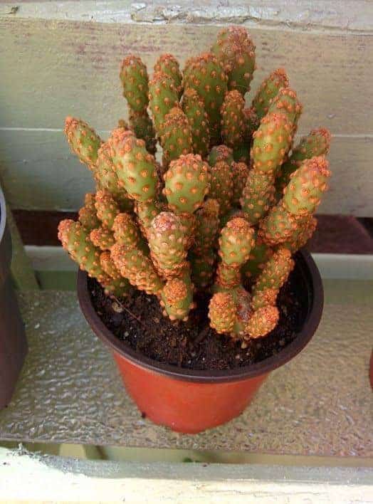 Opuntia rufida minima ‘Mini Cinnamon Cactus’ in a pot.