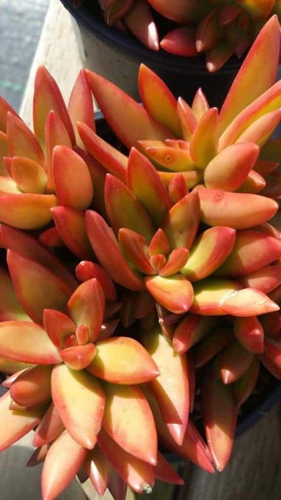 9 Outstanding Orange Succulents Sublime Succulents