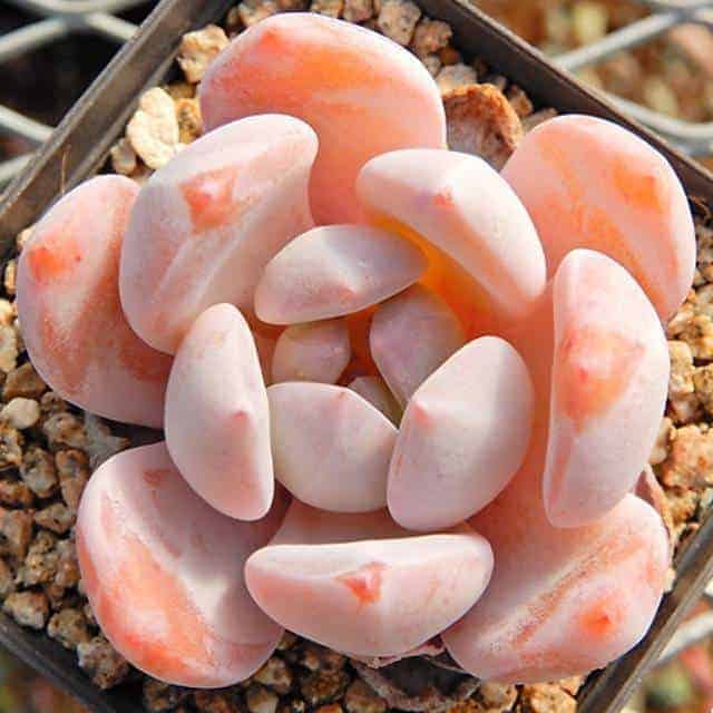 9 Outstanding Orange Succulents Sublime Succulents