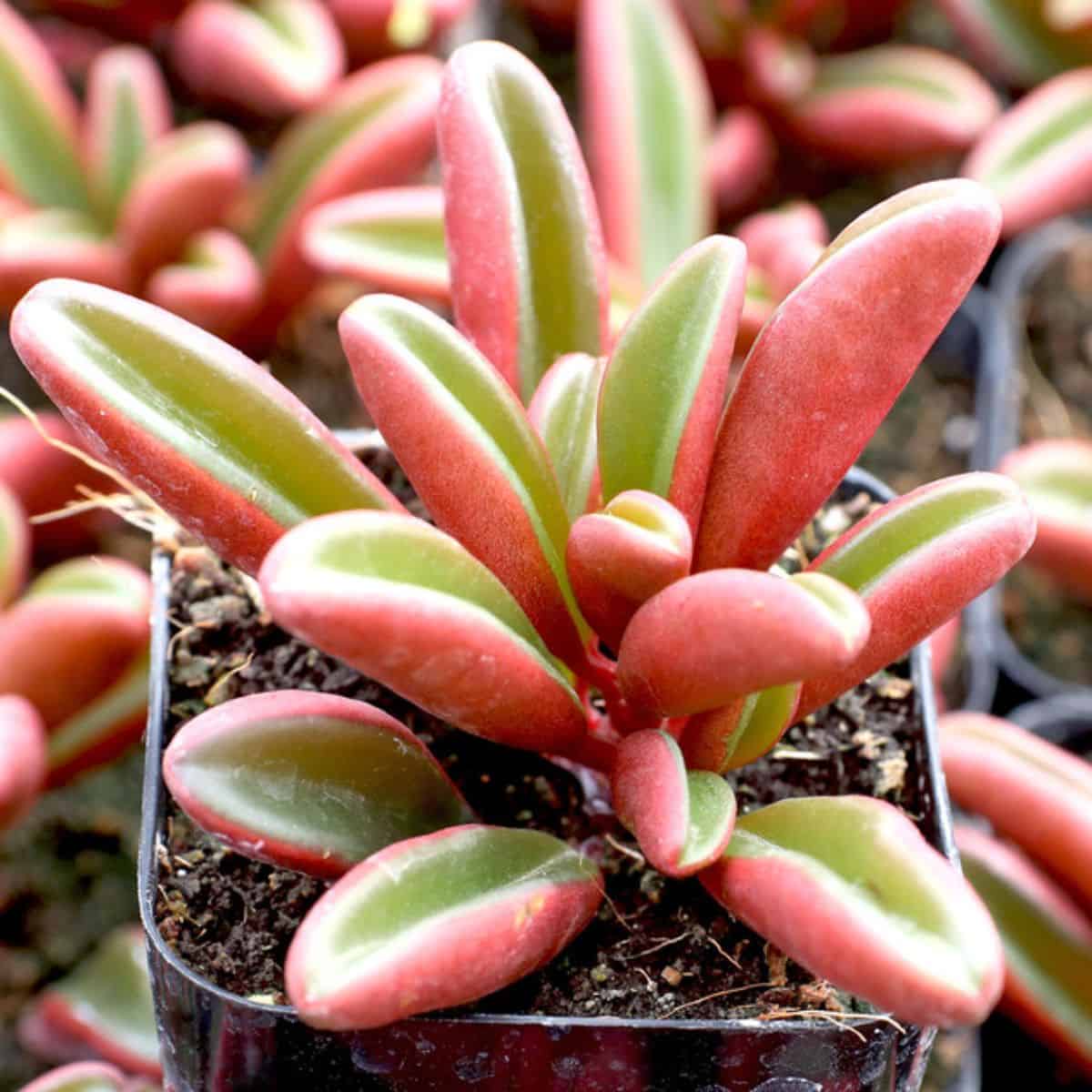 Peperomia Gravolens – Ruby Glow Peperomia