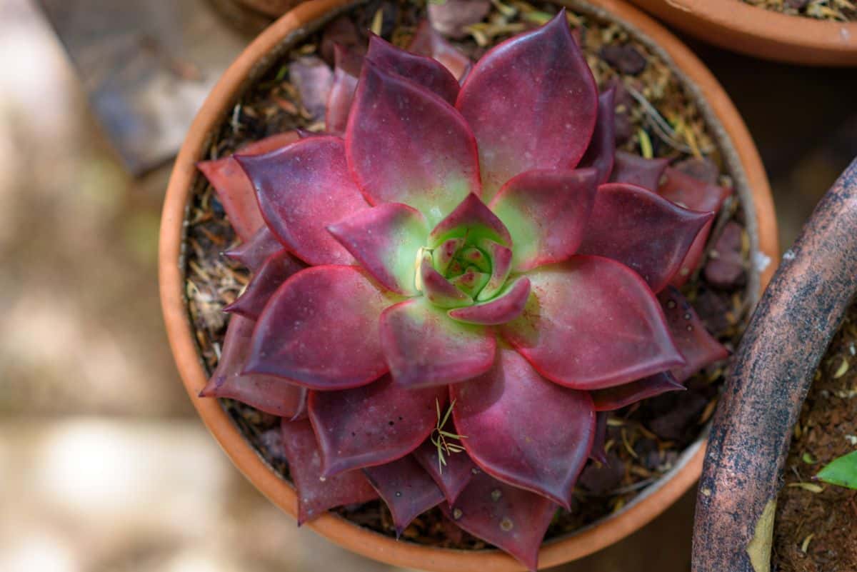 Red echeveria in a pot close-up.