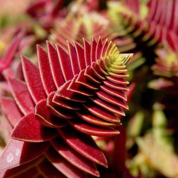 Crassula capitella ‘Red Pagoda’ close-up.