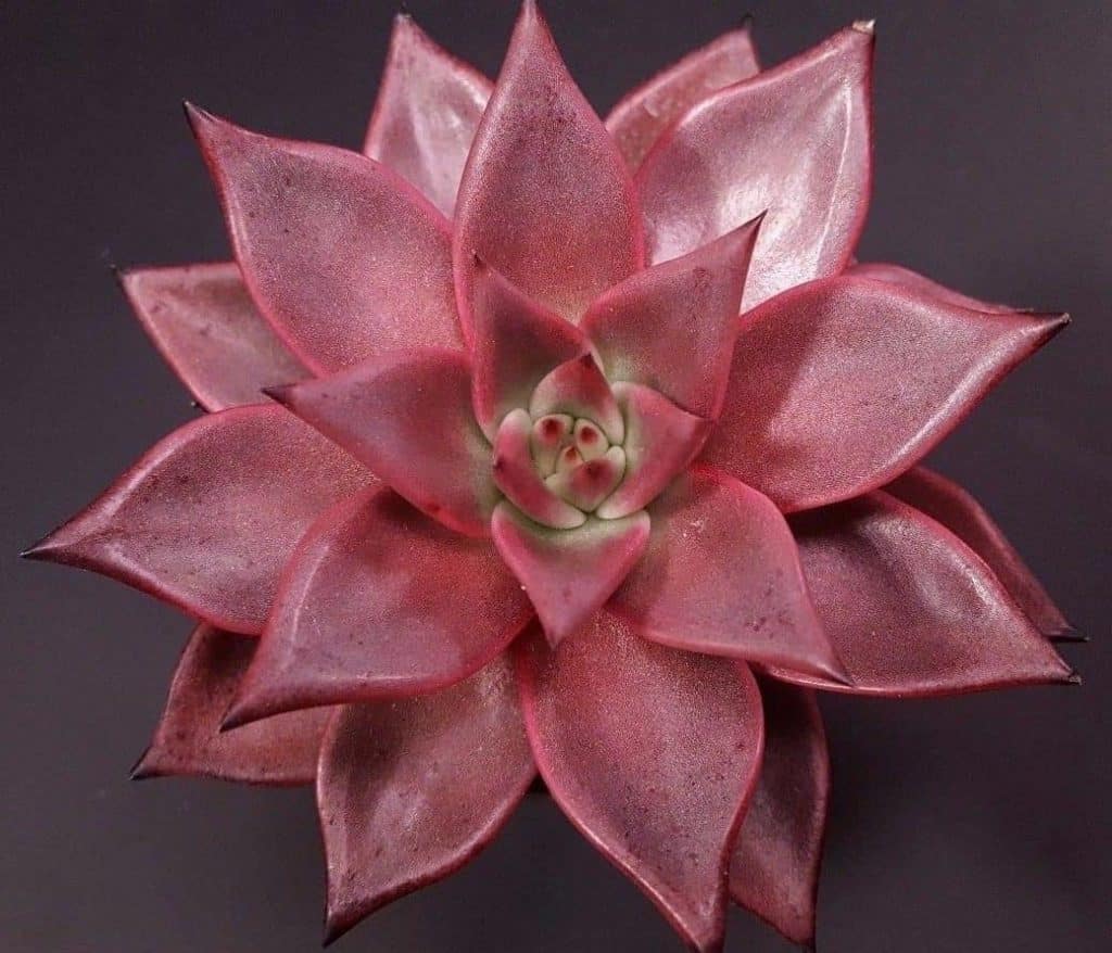 Echeveria agavoides ‘Romeo’ close-up.