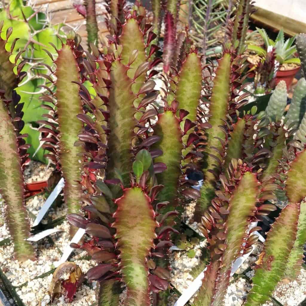 Euphorbia trigona 'Royal Red' growing in a pot.
