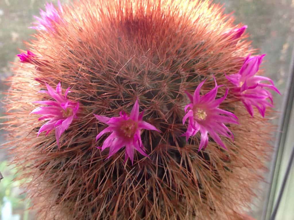 Mammillaria spinosissima'Red-Headed Irishman' close-up.