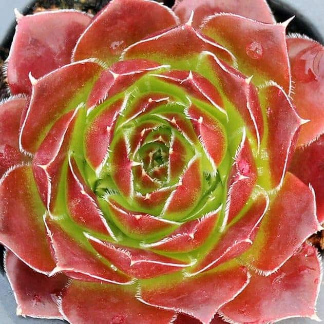 41 Ravishing Red Succulents You've Got to Grow - Sublime Succulents