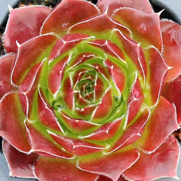 Sempervivum Heuffelii ‘Chocolate Sundae’ close-up.