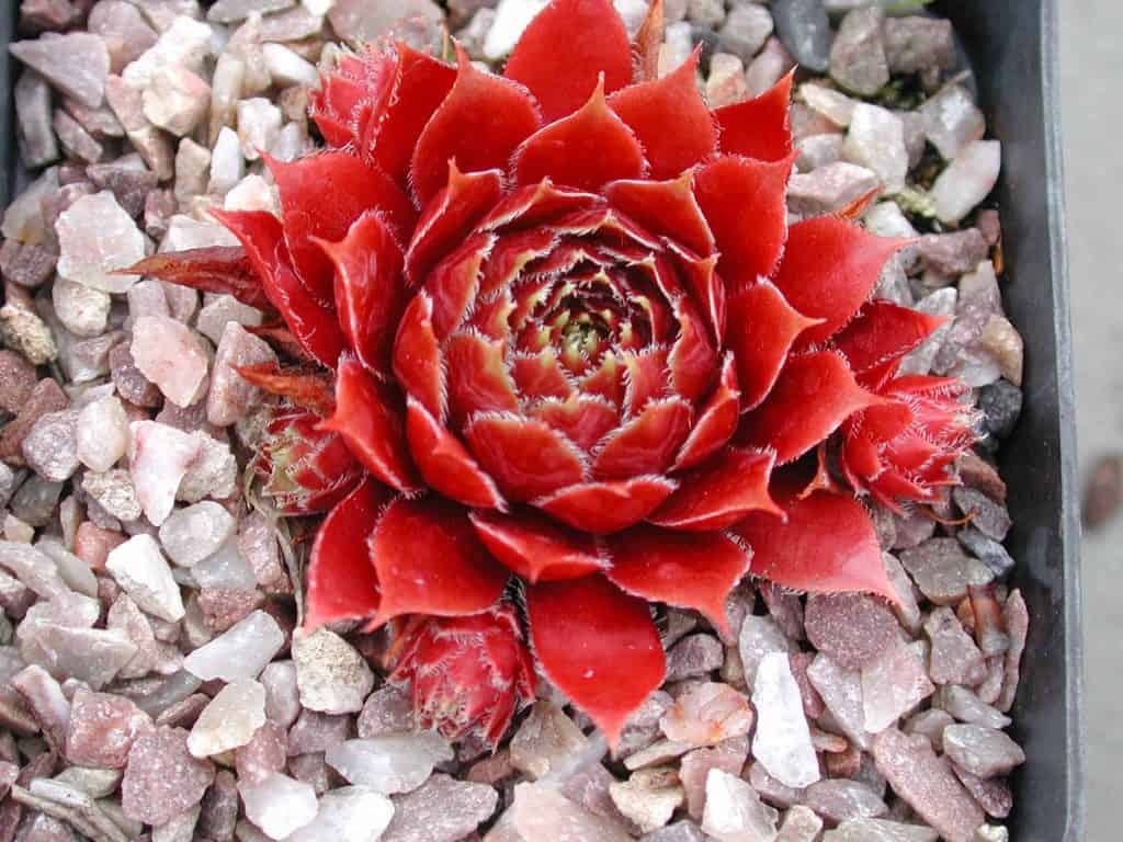 Sempervivum ‘Red Lion’ growing in rocky soil.