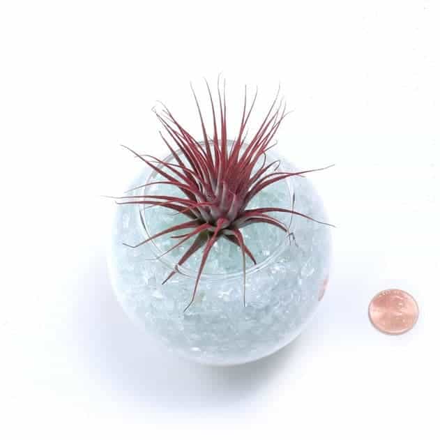 Tillansia ionantha'Air Plant' in a pot.