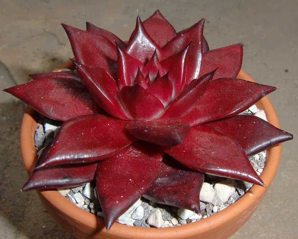 9 Ravishing Red Succulents