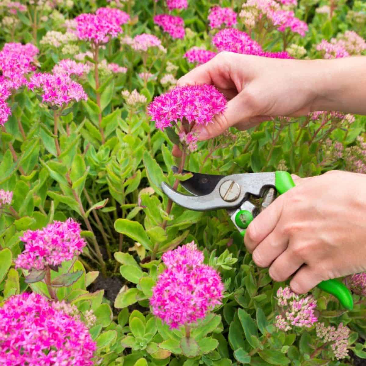 Gardener with shears cutting a sedum succulent.