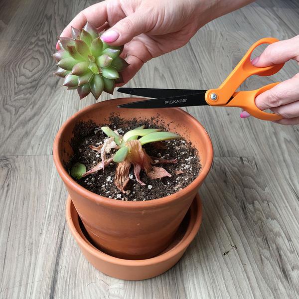 Gardener cutting succulent with scissors.