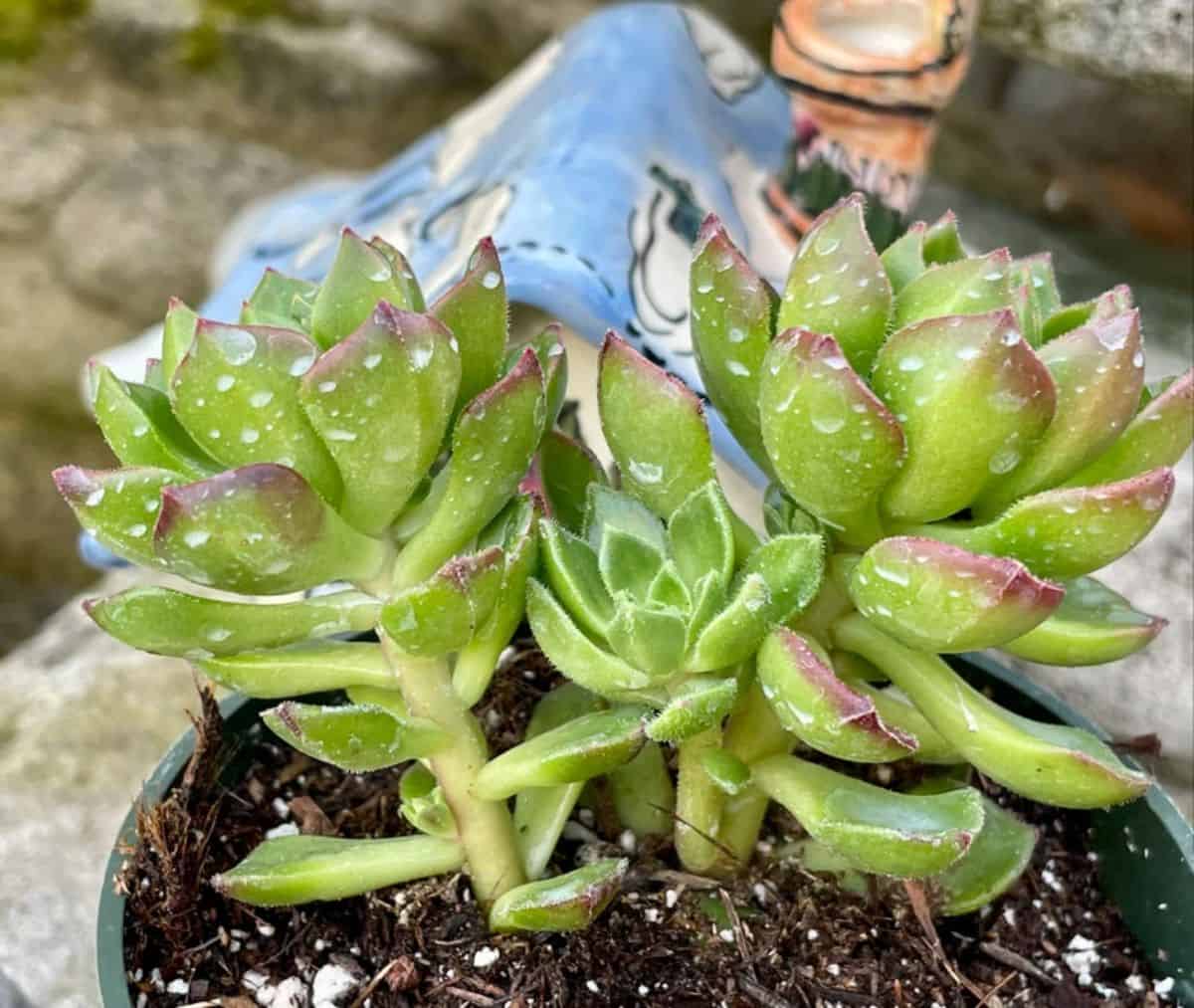 Sedum Letizia – Lety’s Sedeveria