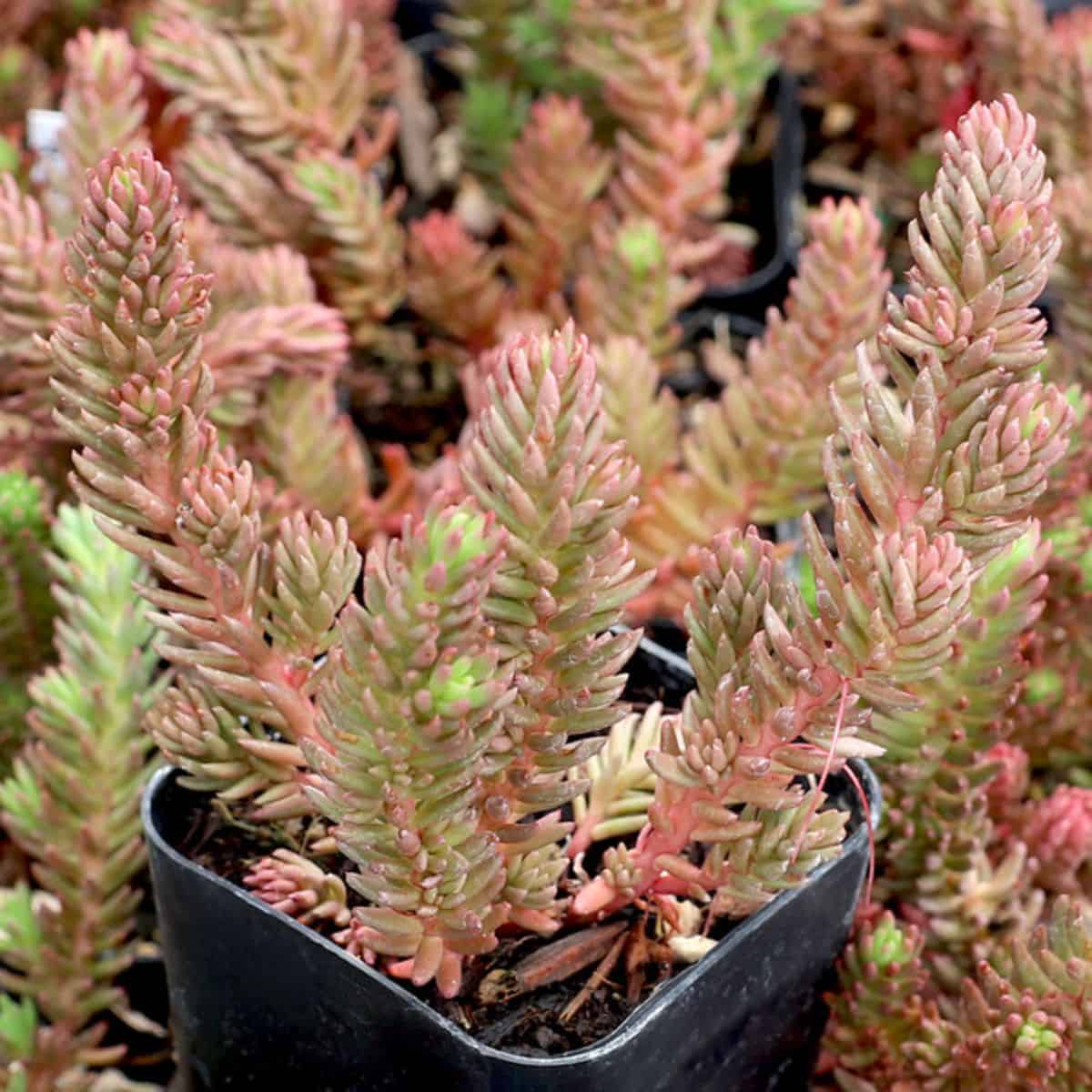 Sedum ochroleucum 'Red Wiggle'