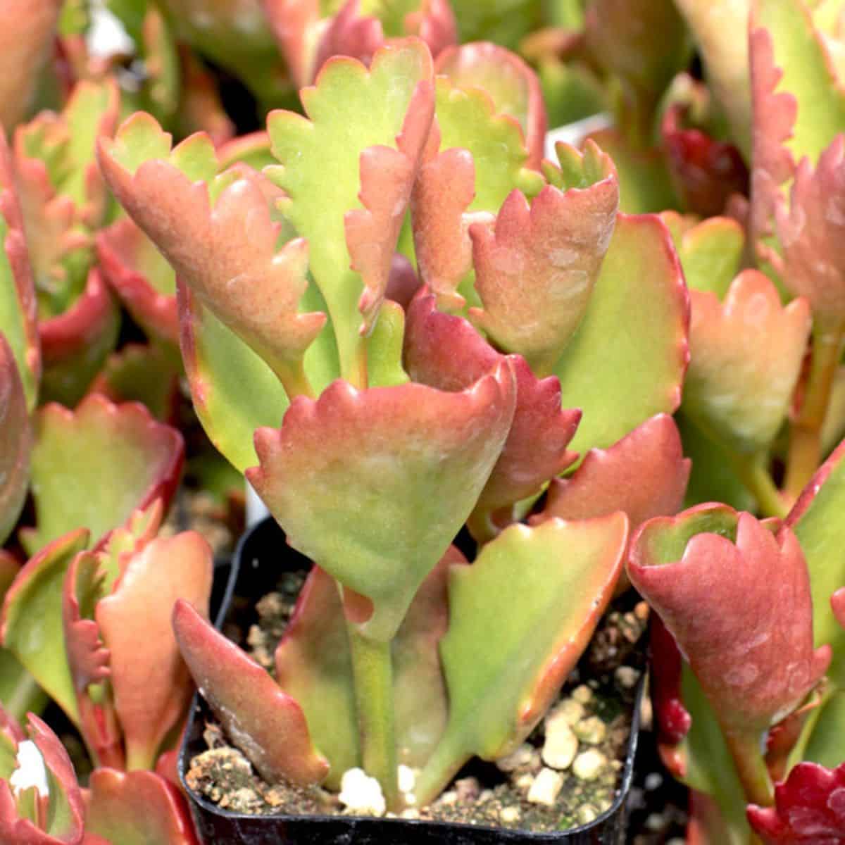 Kalanchoe sexangularis - Six-Angled Kalanchoe