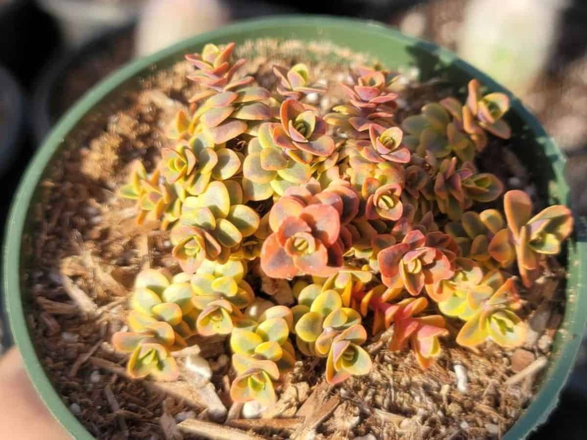 Sedum rupestre Sunsparkler wildfire