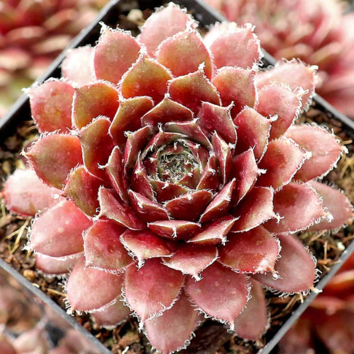 Sempervivum Alpha