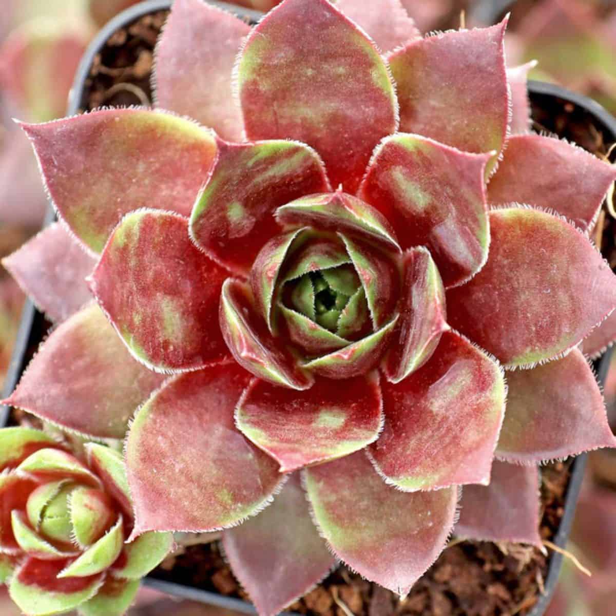 Sempervivum Red West