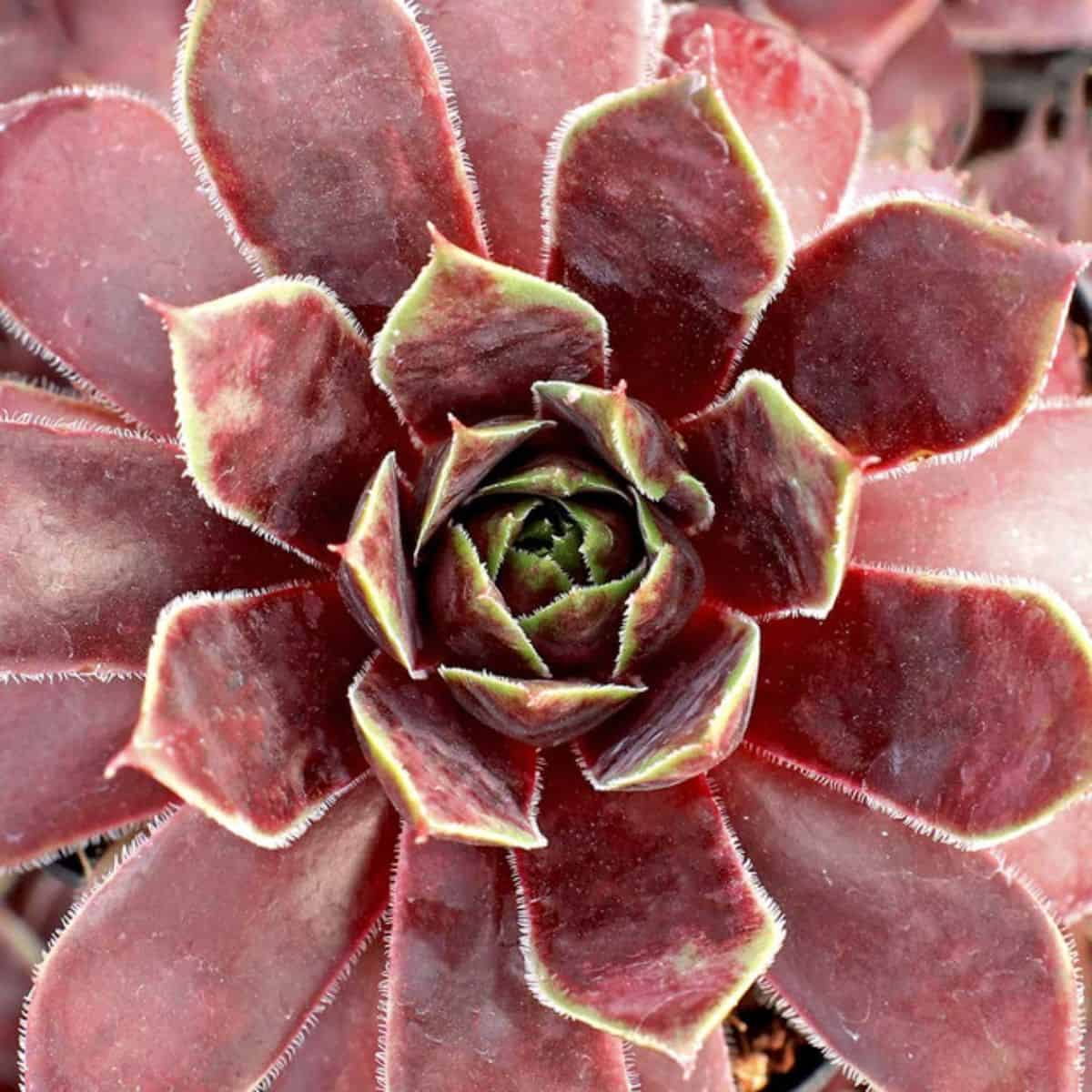 Sempervivum Heart of Darkness