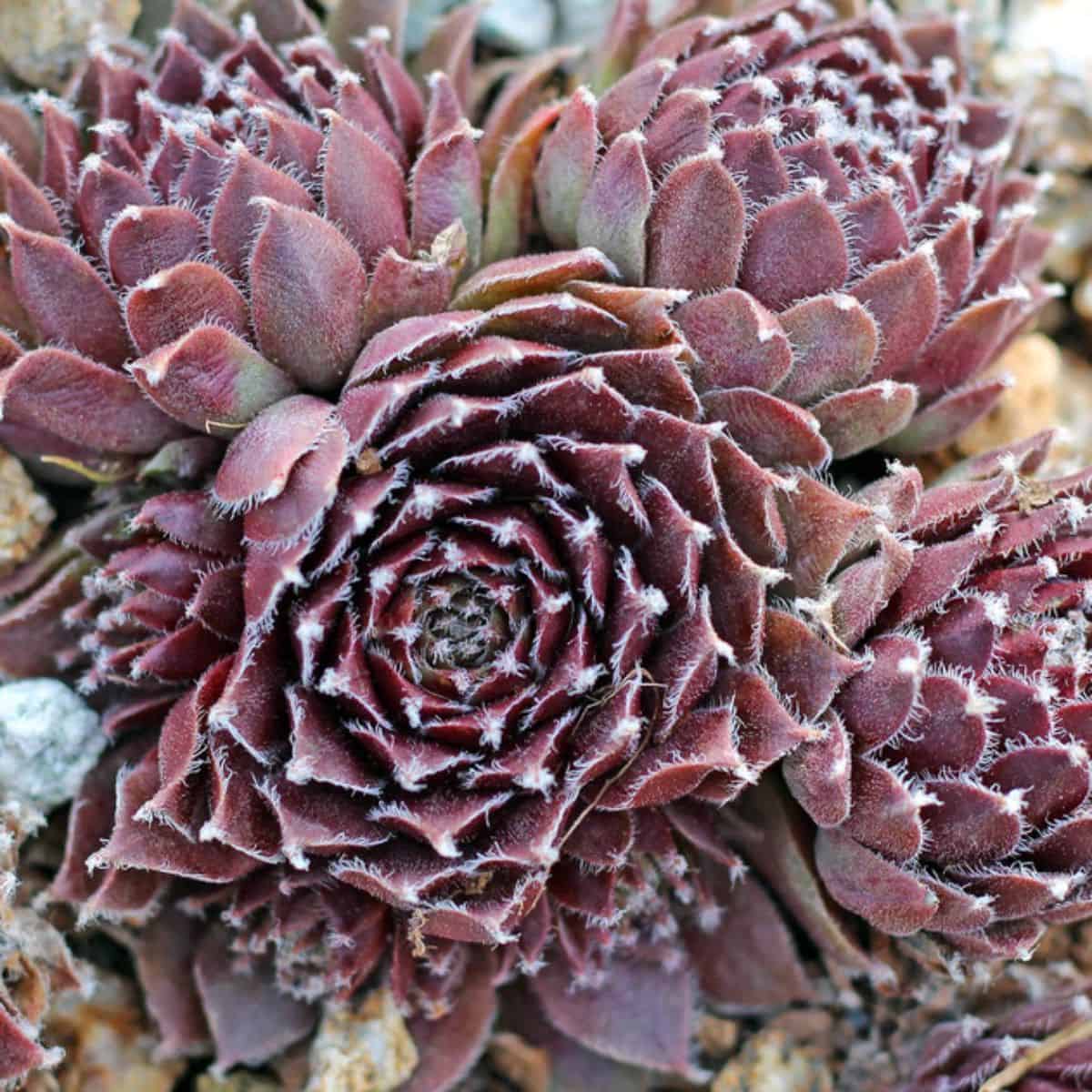 Sempervivum Jade Rose