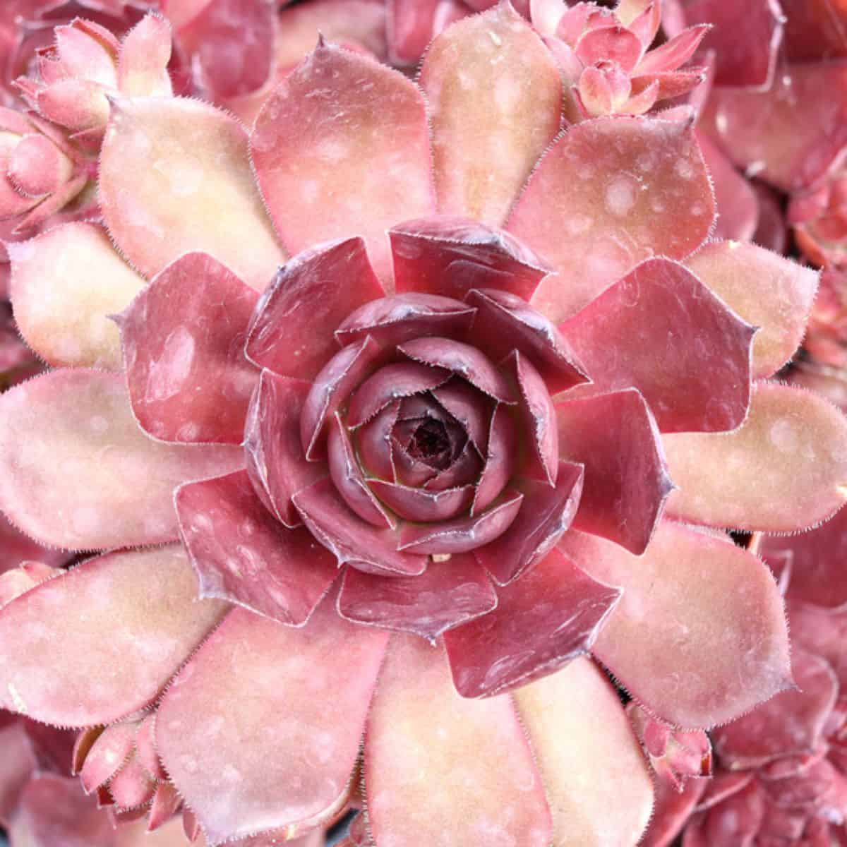 Sempervivum Red Zinger