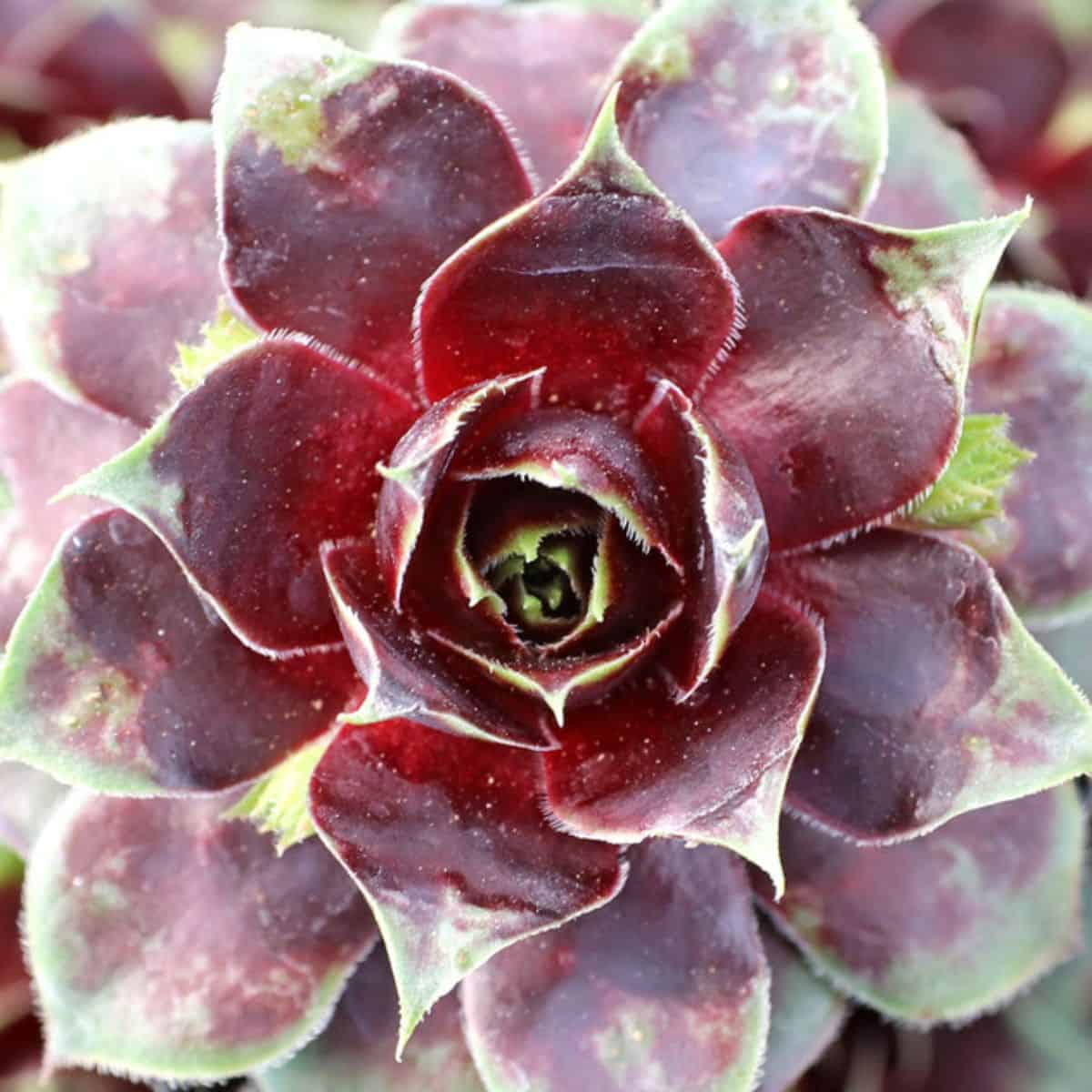 Sempervivum Crimson Crush