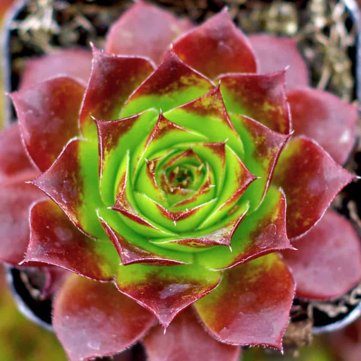 Sempervivum Bros