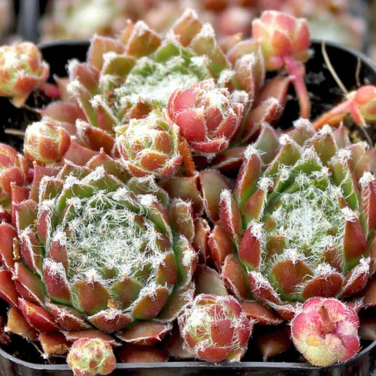 Sempervivum Hot Stuff