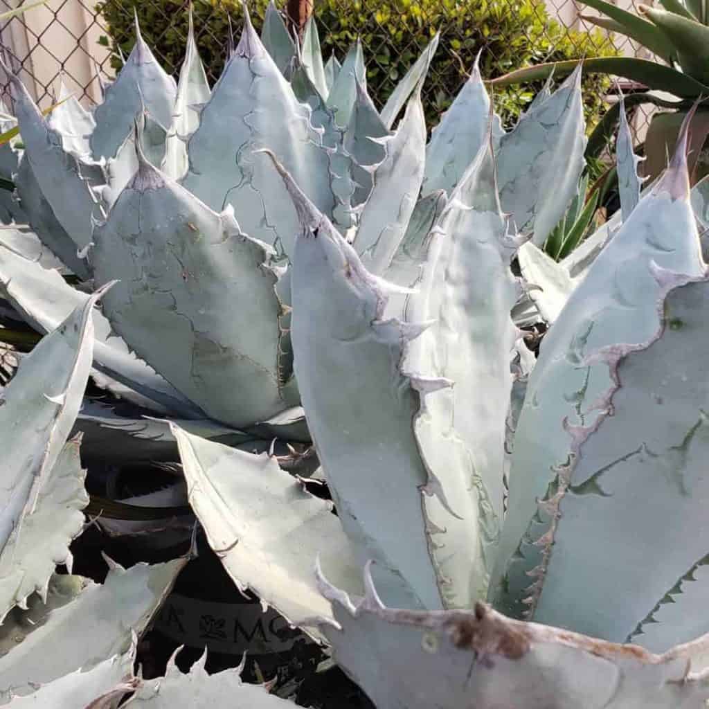 Agave titanota ‘White Ice’  growing outdoor.