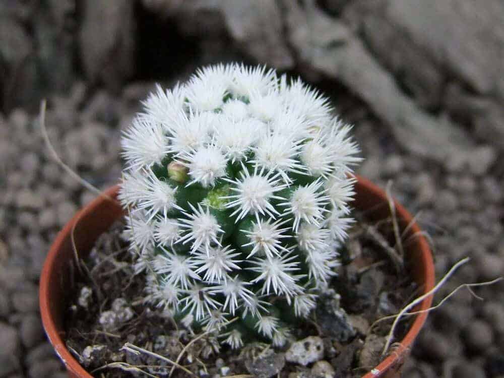 Mammillaria gracilis ‘Arizona Snowcap’ in a pot.