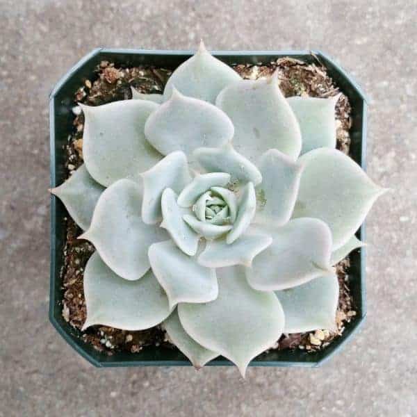10 Wonderful White Succulents