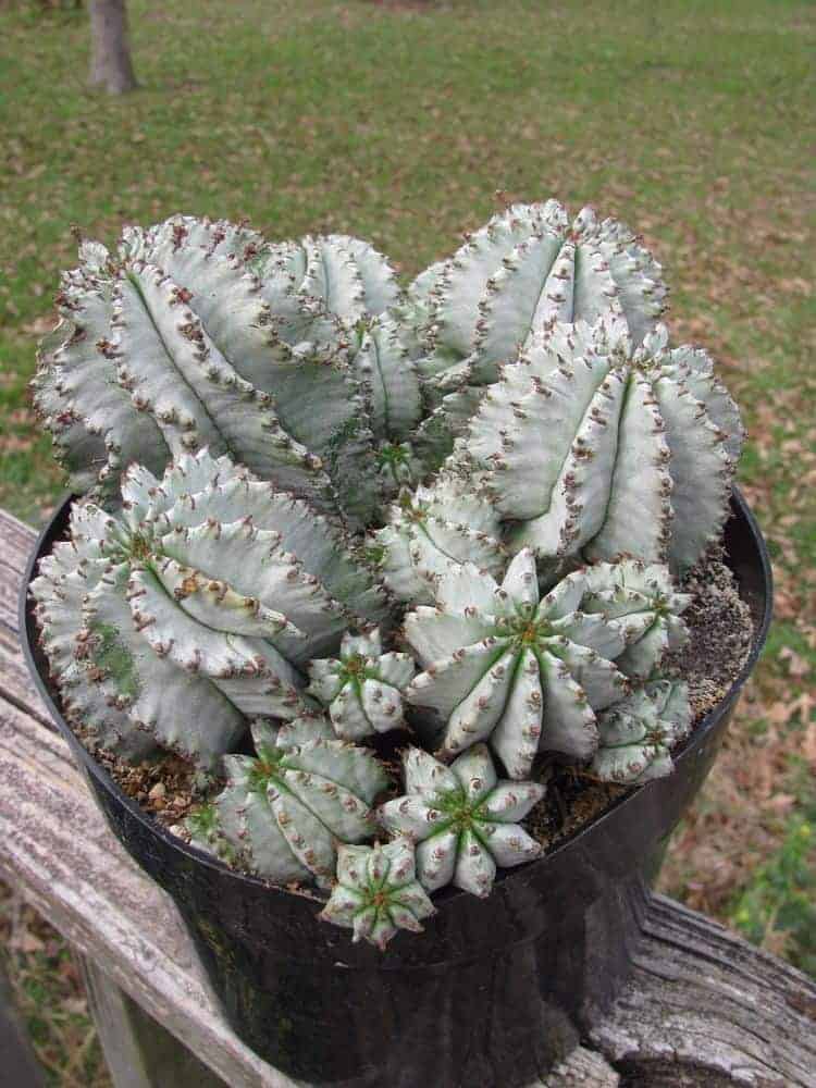 Euphorbia polygona ‘Snowflake Cactus’ in a pot.