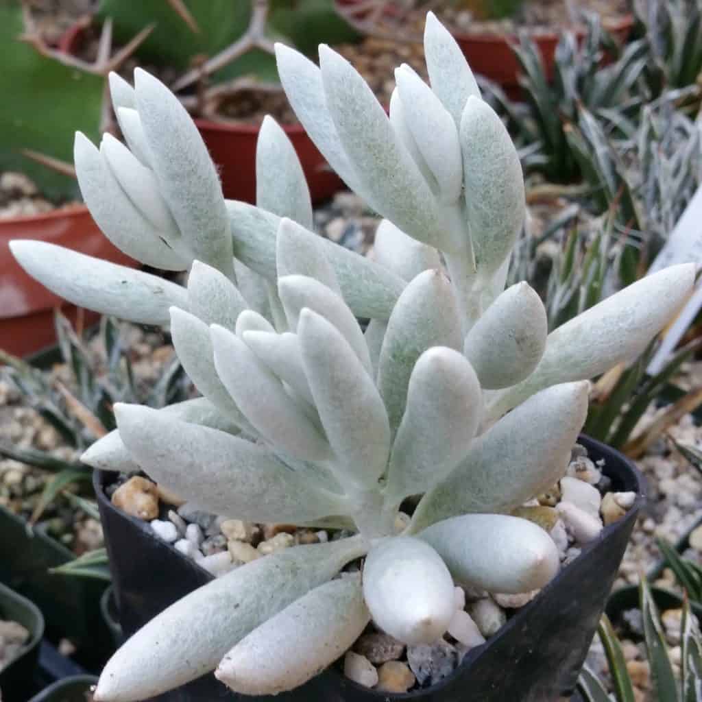 Senecio haworthii ‘ Woolly Senecio’ in a pot.