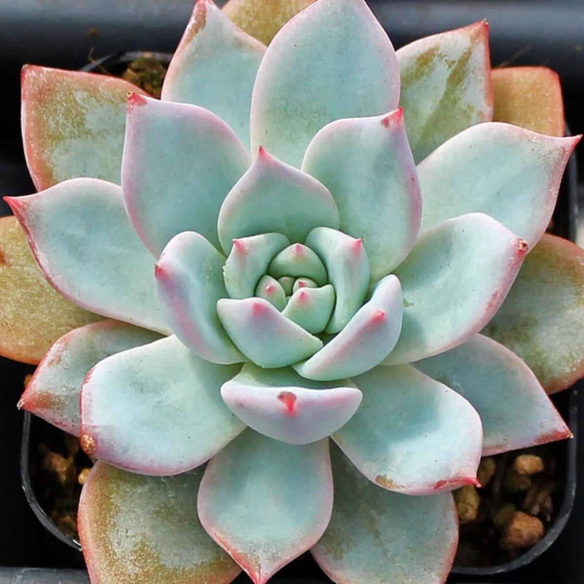 Echeveria ‘Blue Bird’ in a pot.