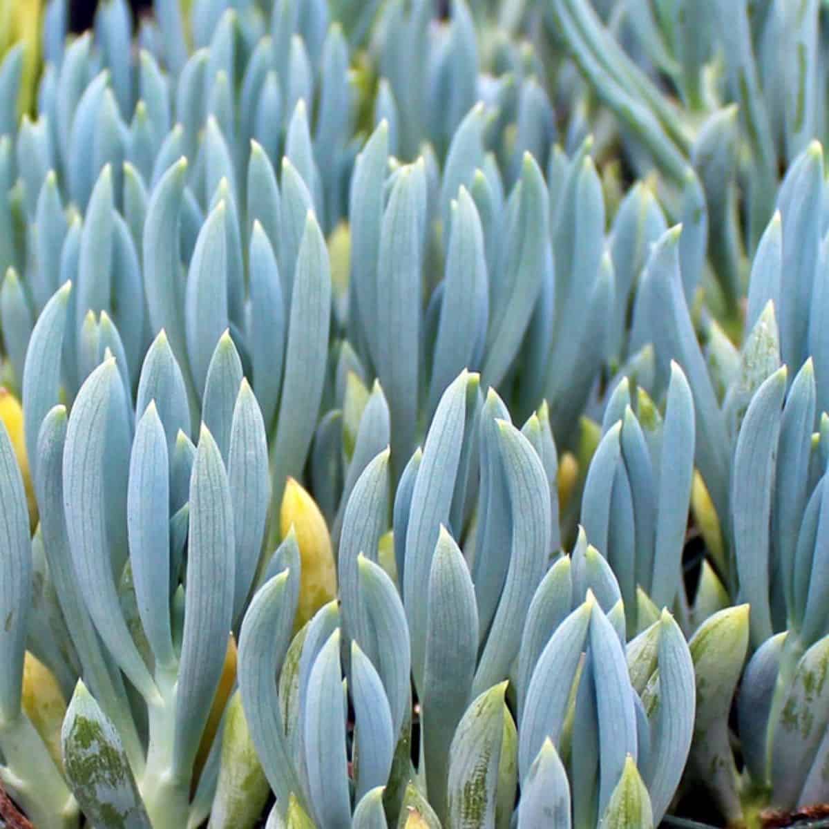 Senecio talinoides subs. mandraliscae - Blue Chalkstick