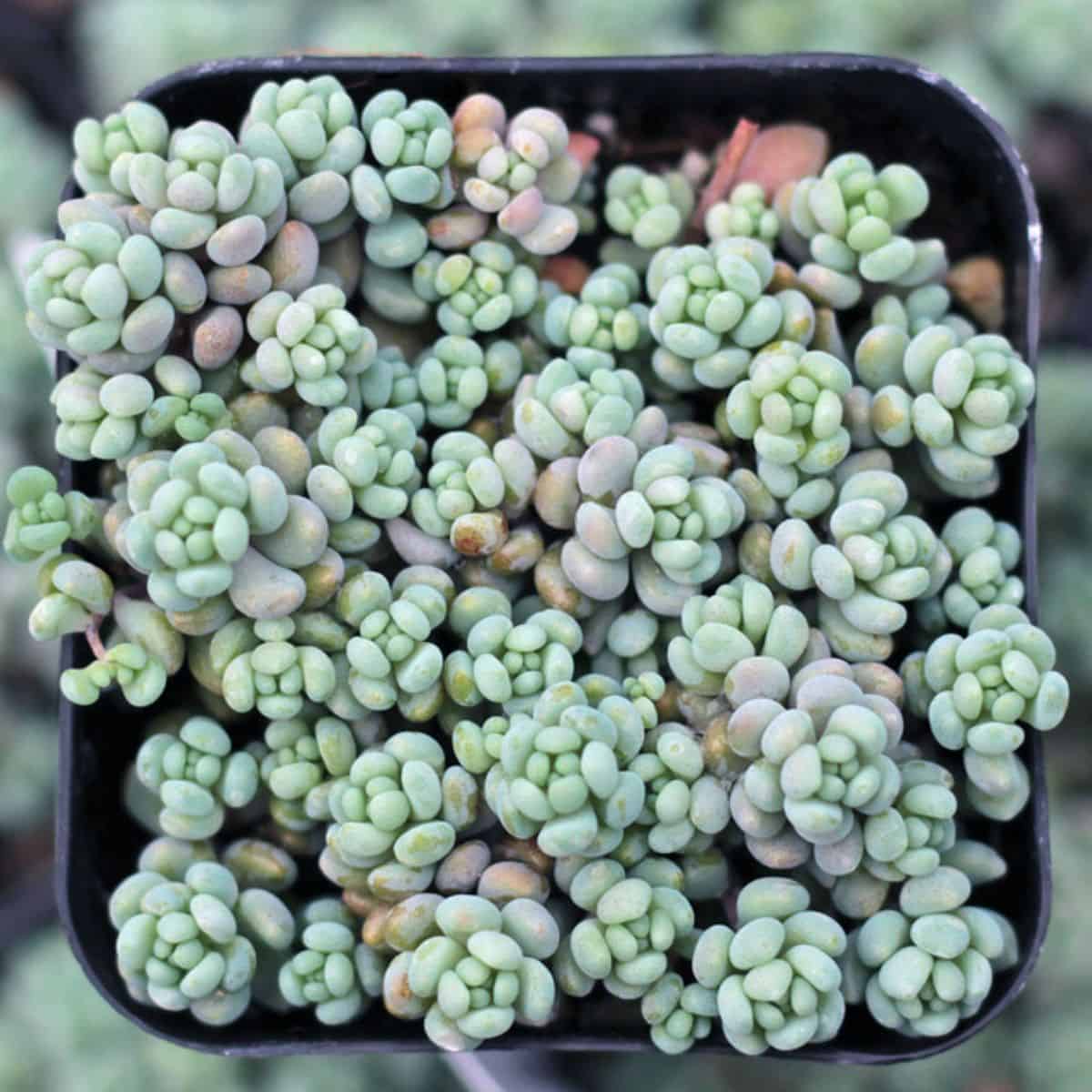 Sedum major in a pot.
