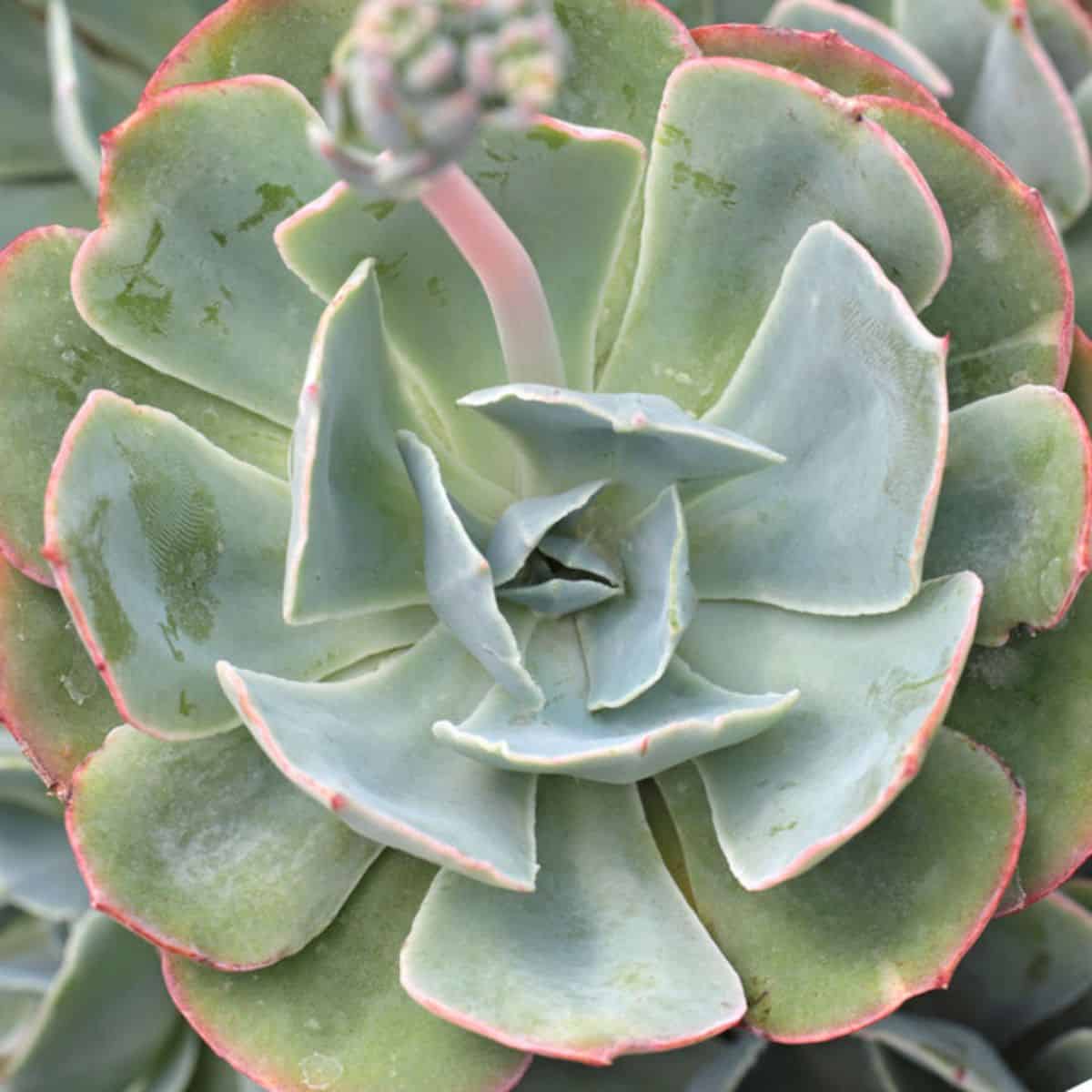 Echeveria sp. - Blue Sky