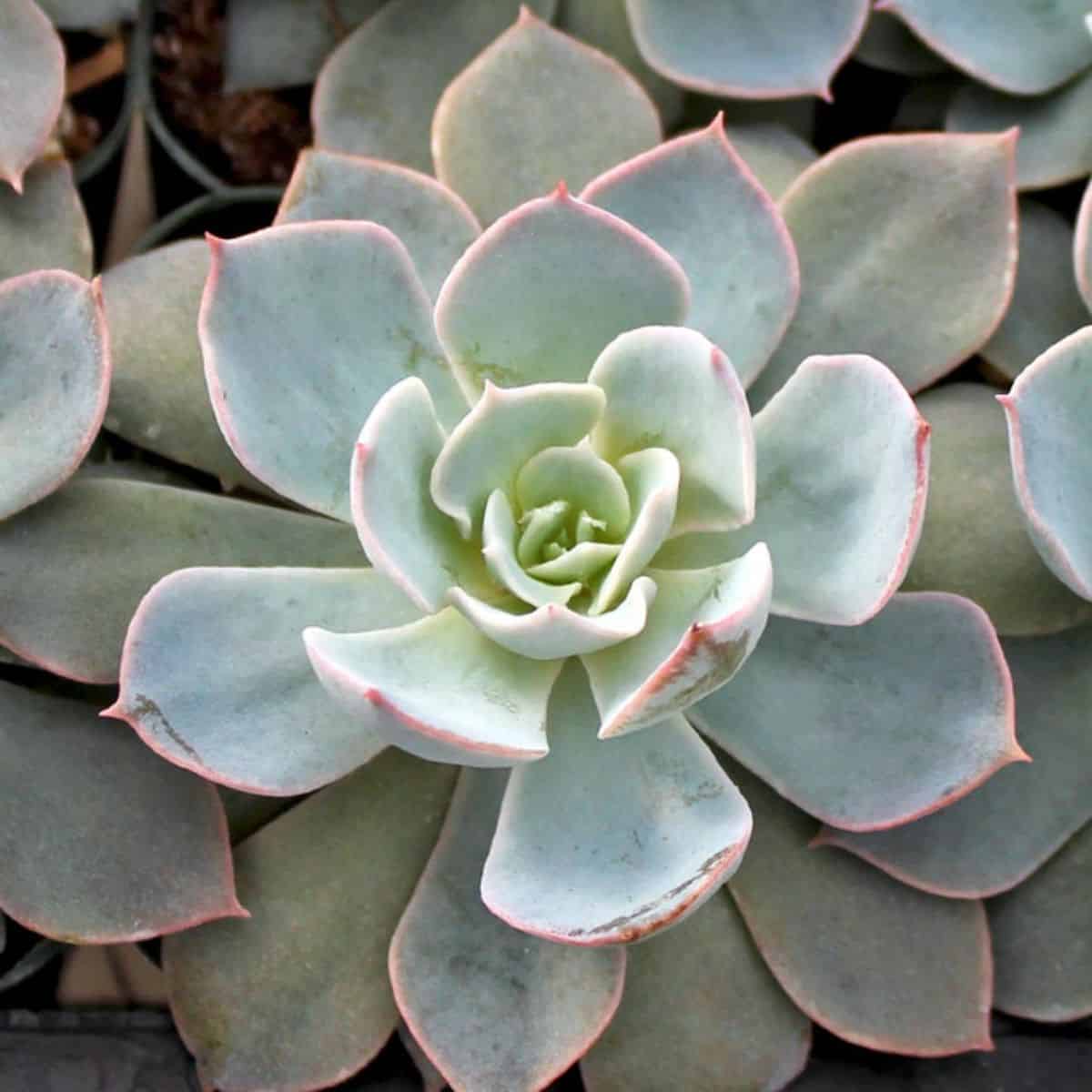 Echeveria subsessilis – Morning Beauty