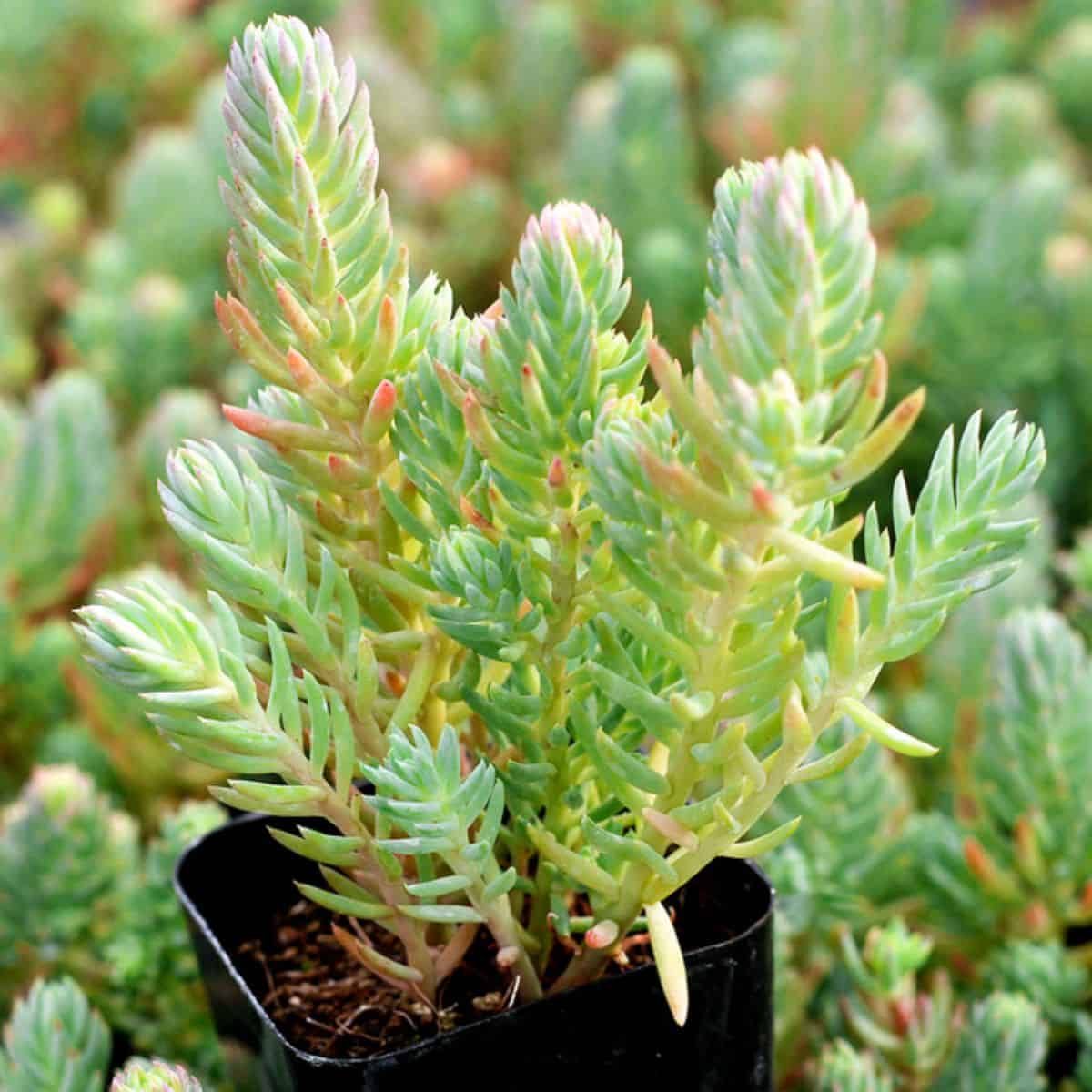 Sedum reflexum - Blue Spruce in a pot.